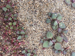 Chenopodium macrospermum