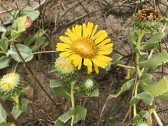 Grindelia stricta platyphylla