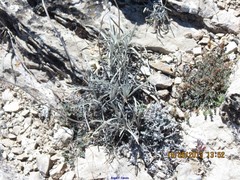 Teucrium gnaphalodes