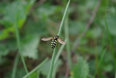 Xanthogramma citrofasciatum