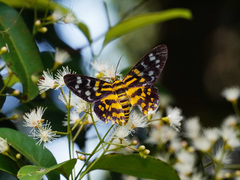 Dysphania subrepleta