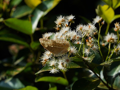 Eulaceura osteria