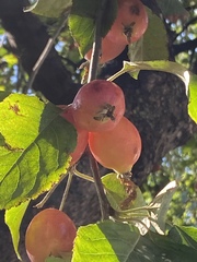 Malus
