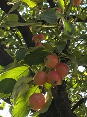 Malus