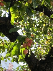 Malus