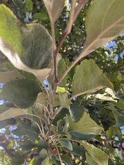 Malus