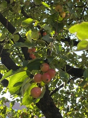 Malus