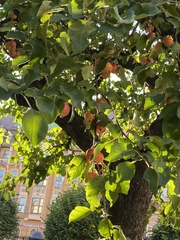 Malus