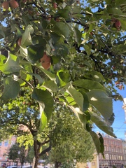 Malus