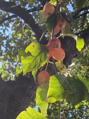 Malus