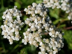 Achillea millefolium