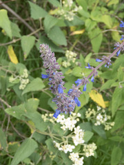 Salvia polystachia
