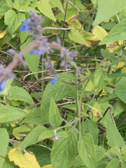Salvia polystachia