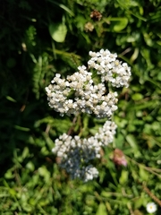 Achillea millefolium