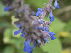 Salvia polystachia