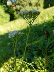 Achillea millefolium