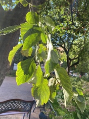 Malus