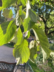 Malus