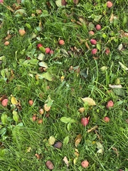 Malus
