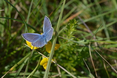 Polyommatus icarus