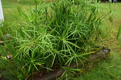 Cyperus alterniflorus