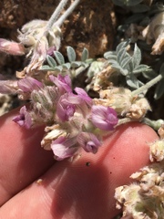 Astragalus austiniae
