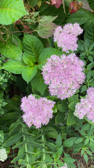 Hylotelephium spectabile