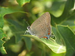 Satyrium edwardsii