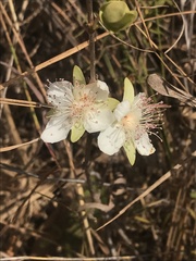 Eugenia involucrata