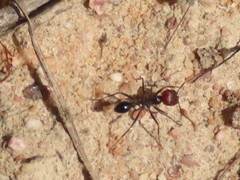 Ocymyrmex barbiger