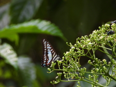 Graphium evemon