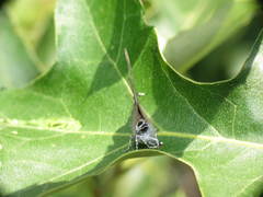 Satyrium edwardsii