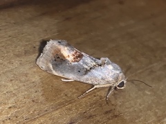 Tarache terminimaculata