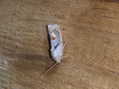 Tarache terminimaculata