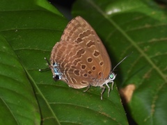 Arhopala athada