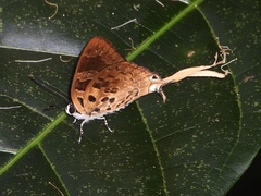 Bindahara phocides