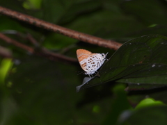Bindahara phocides