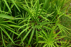 Cyperus alterniflorus