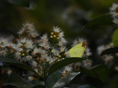 Eurema simulatrix tecmessa