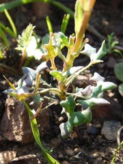 Senecio cymbalarifolius