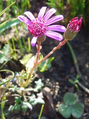 Senecio cymbalarifolius