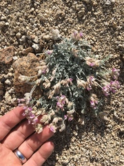 Astragalus austiniae