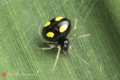 Theridula gonygaster