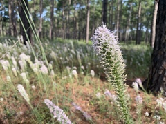 Liatris bridgesii