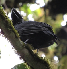 Cephalopterus penduliger