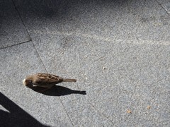 Passer domesticus