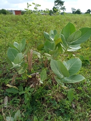 Calotropis procera