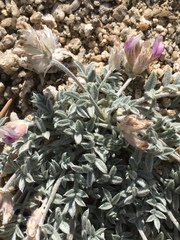 Astragalus austiniae