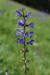 Salvia pratensis