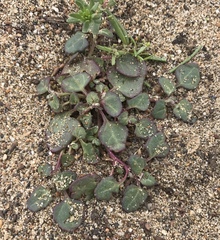 Chenopodium macrospermum